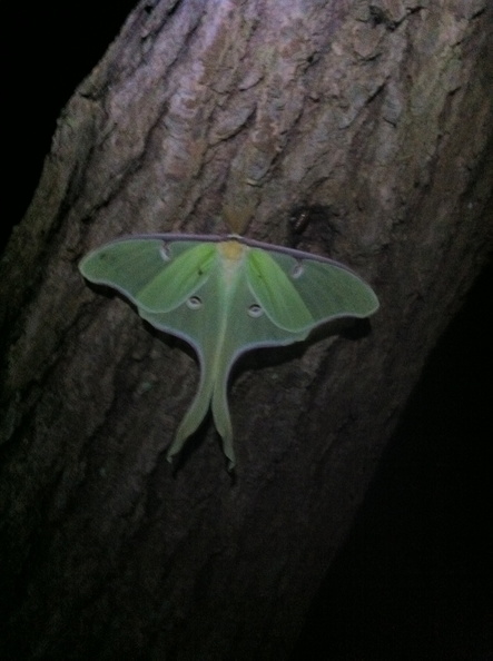 Luna Moth_ Big South Fork - 11.jpg